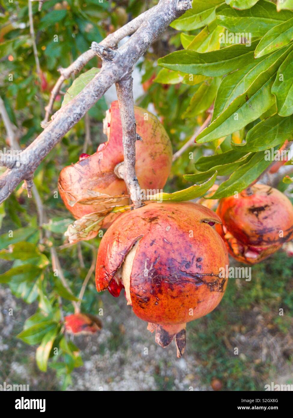 Ripe cracked pomegranates on tree Stock Photo