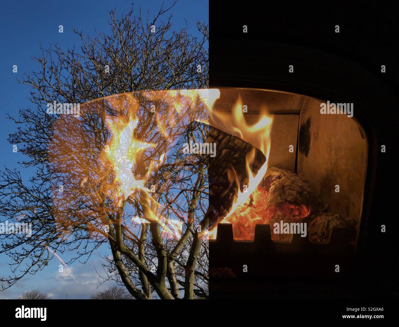Double exposure of a living tree and a flaming log burning in a stove - Smartphone Captured Stock Image