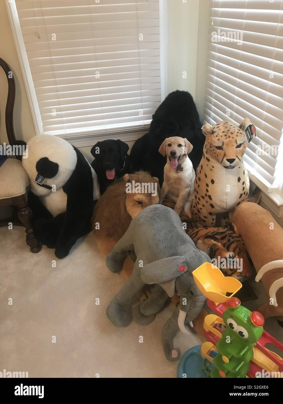 Labrador retrievers hiding in the stuffed animals Stock Photo