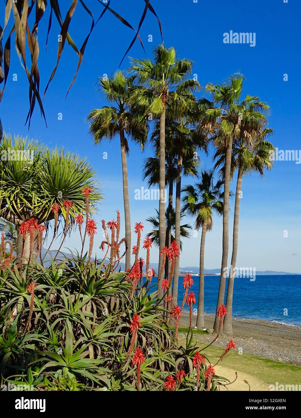 Wild flowers on a beach near Estepona in southern Spain Stock Photo