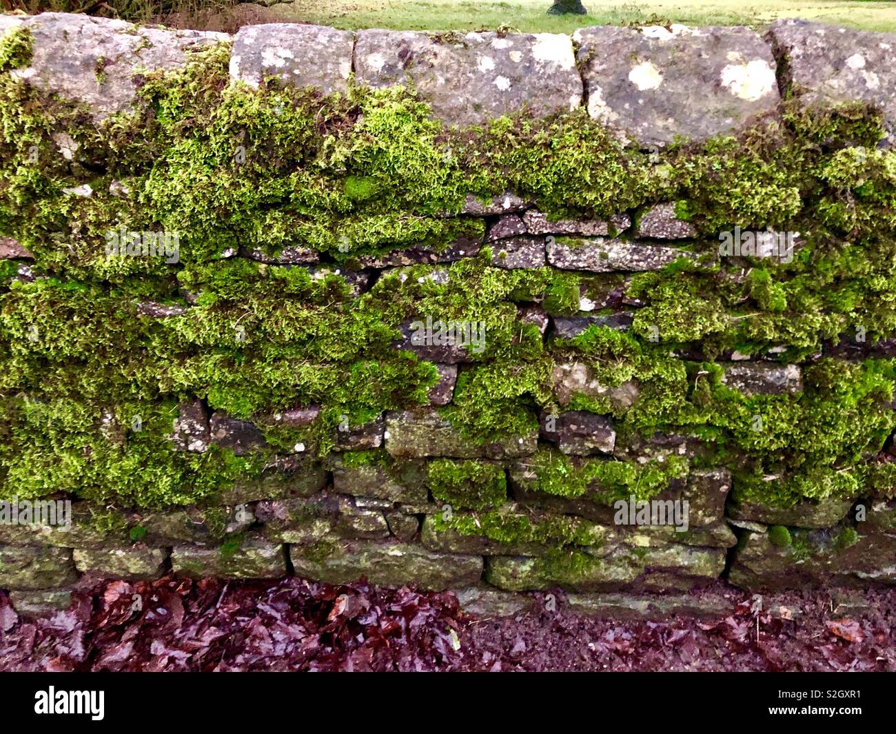 Moss growing on dry stone wall in Peak District Stock Photo Alamy