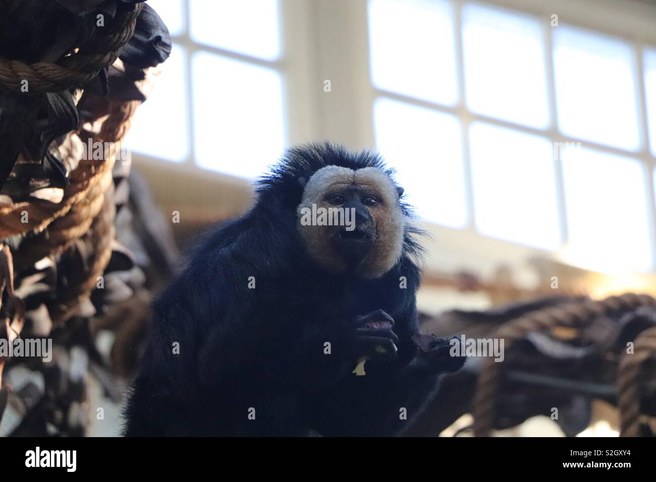 White-faced Saki (Pithecia pithecia) monkey. Photo taken at Amsterdam ...