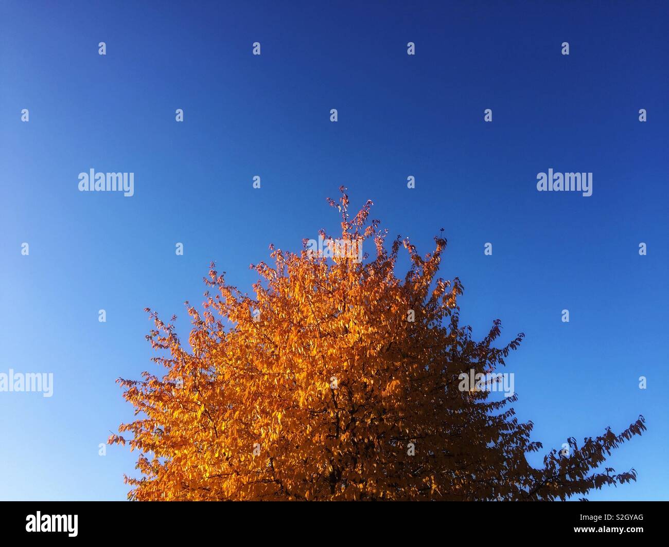 Yellow leaves and blue sky - Smartphone Captured Stock Image