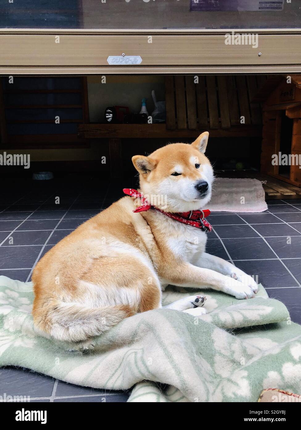 Japanese Shiba Dog High Resolution Stock Photography And Images Alamy