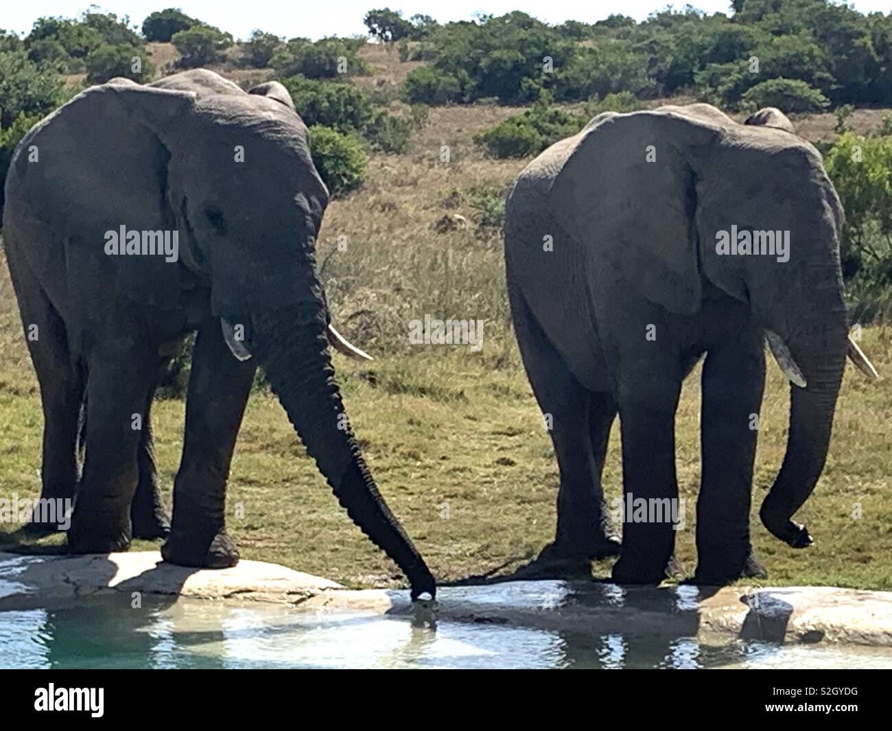 Elephants drinking - Smartphone Captured Stock Image