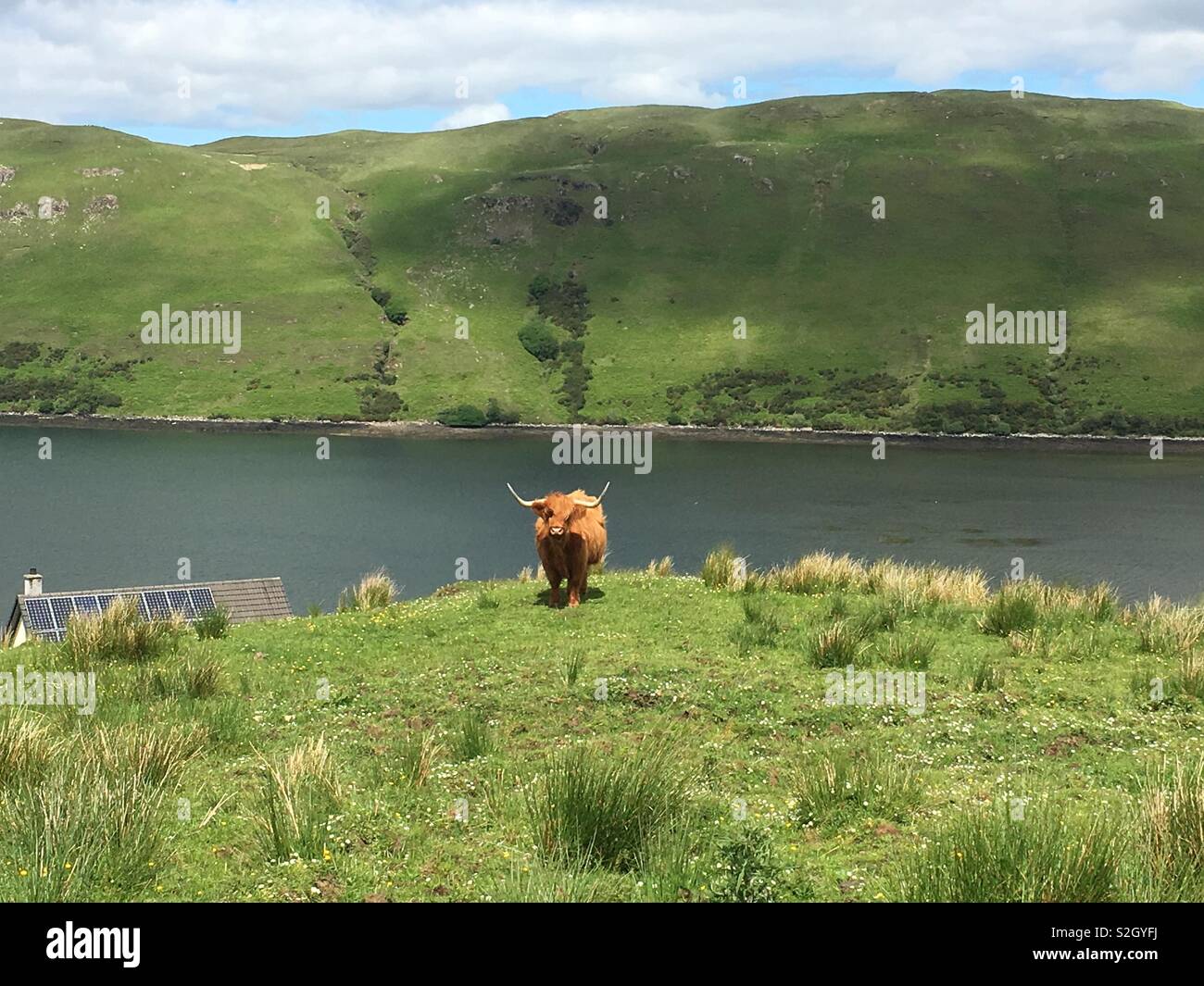 Highland cow by the water hi-res stock photography and images - Alamy