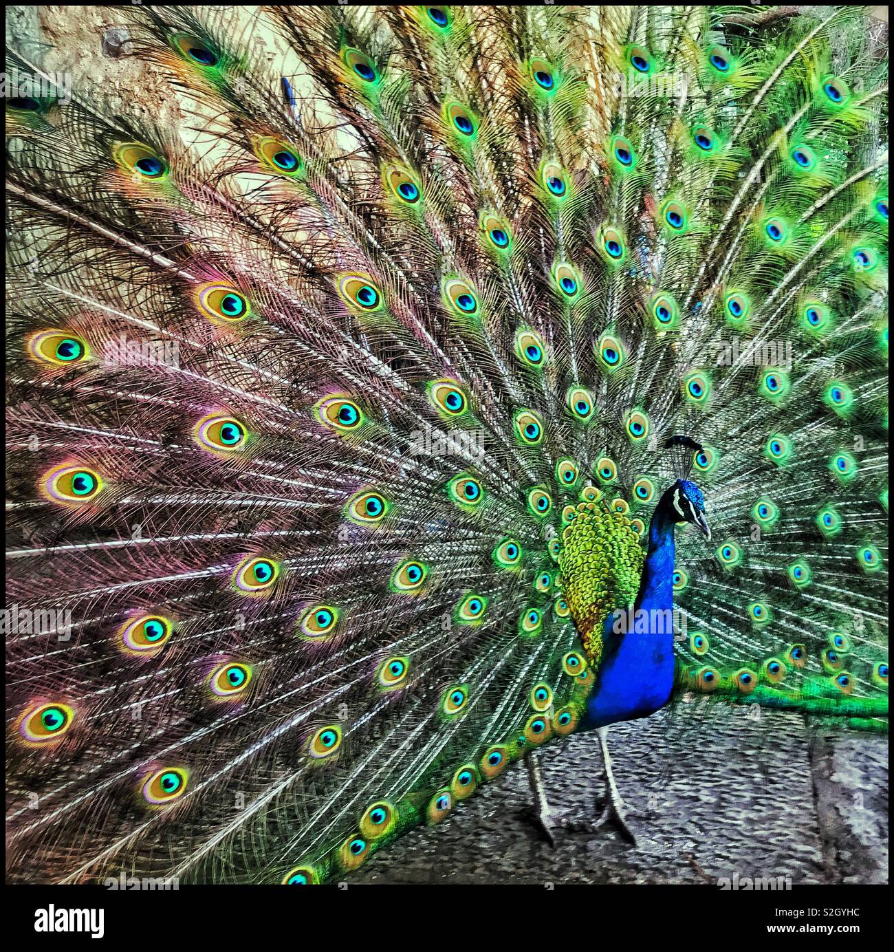 The spectacular display of a peacock’s feathers as he tries to attract the attention of a mate. The eyespots in the feathers are of particular interest. Photo Credit - © COLIN HOSKINS. - Smartphone Captured Stock Image