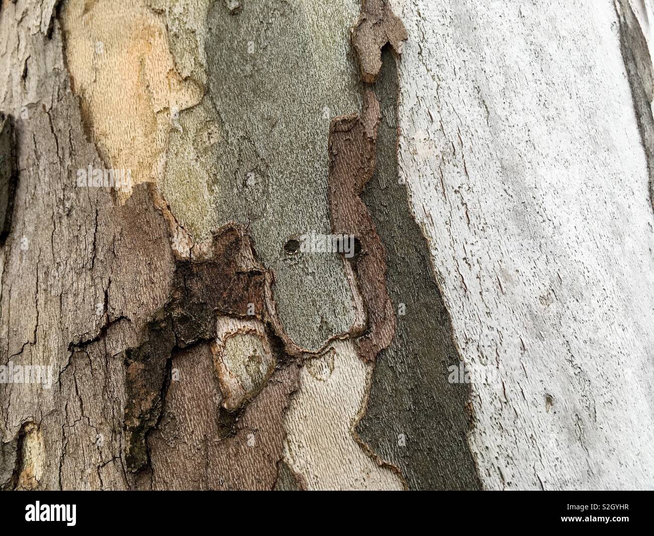 Bark with different colors Stock Photo Alamy