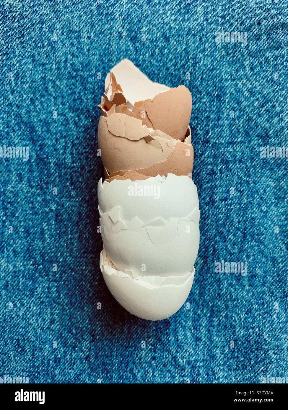 Brown and white broken eggshells composed on a blue background. Stock Photo