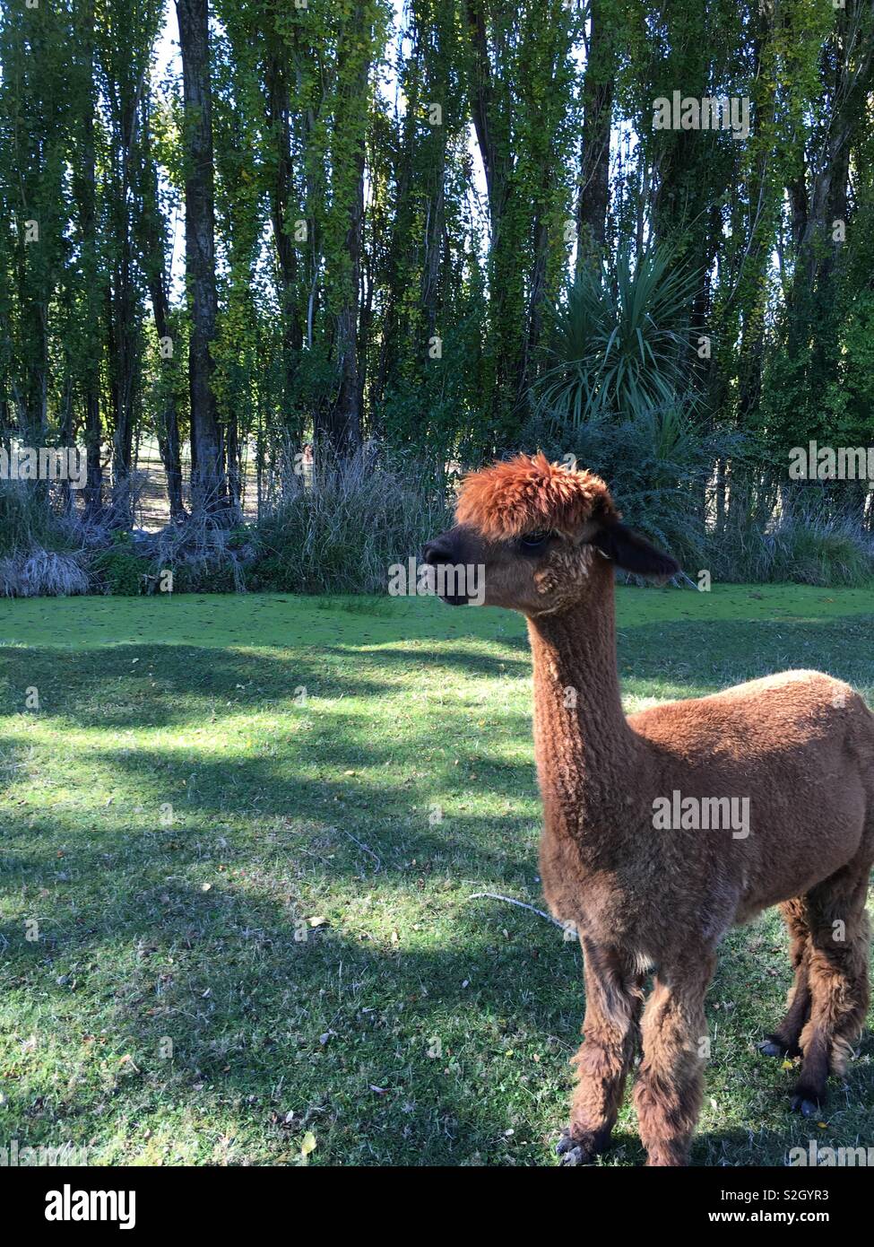 Brown alpaca in Christchurch, New Zealand Stock Photo Alamy