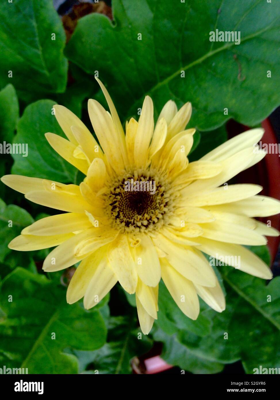 Yellow Daisy with Leaves Stock Photo Alamy