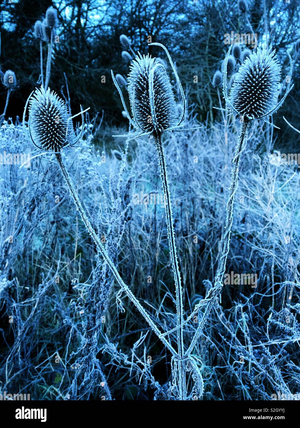 Frosted teasel heads Stock Photo