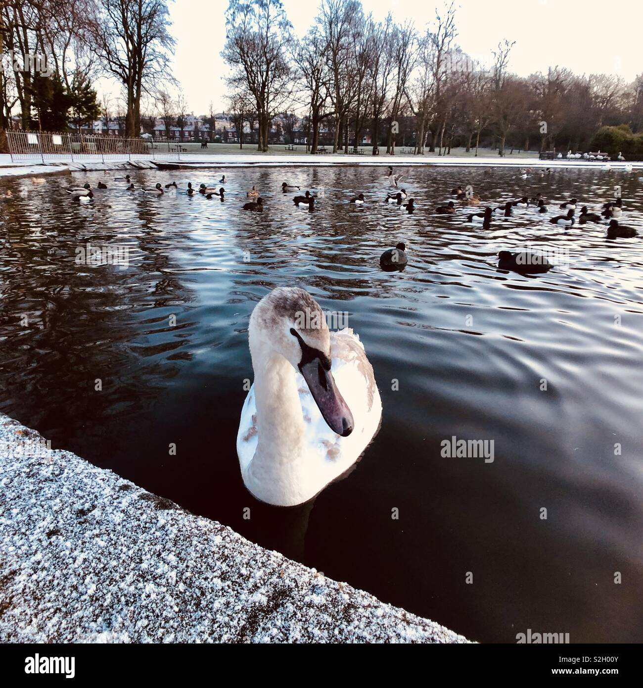 Cygnet in park pond. Glasgow. Scotland. UK. - Smartphone Captured Stock Image