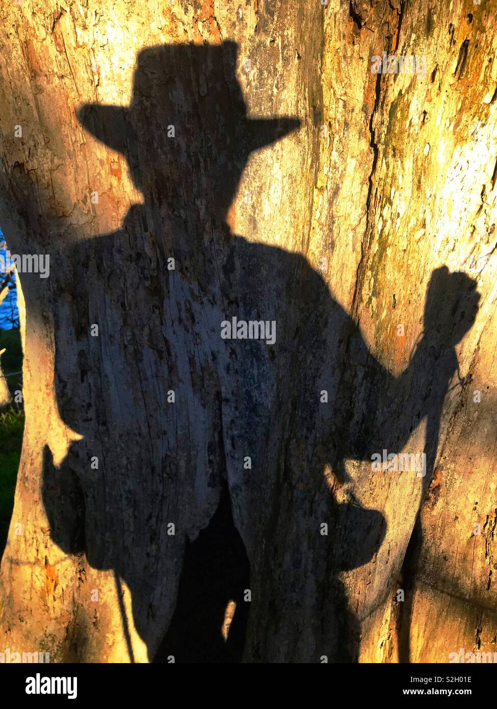 Shadow of hiker on a tree trunk - Smartphone Captured Stock Image