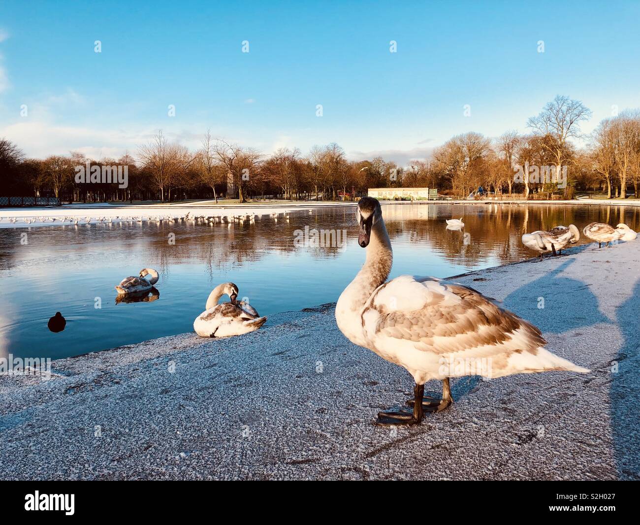 Cygnets at park pond. Glasgow. Scotland. UK. - Smartphone Captured Stock Image