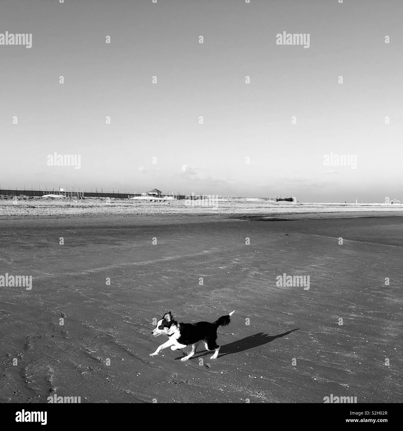 Dog in a Beach in Sottomarina (Italy) Stock Photo