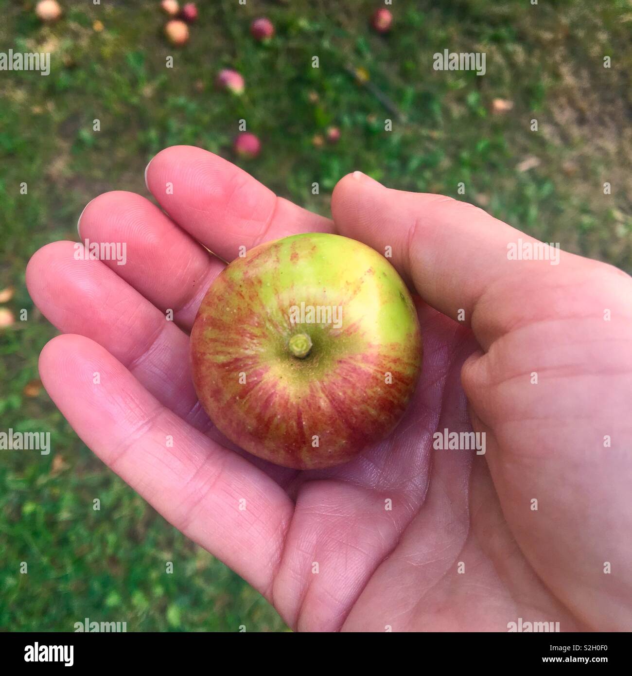 Tiny organic home grown apple being held in hand - Smartphone Captured Stock Image