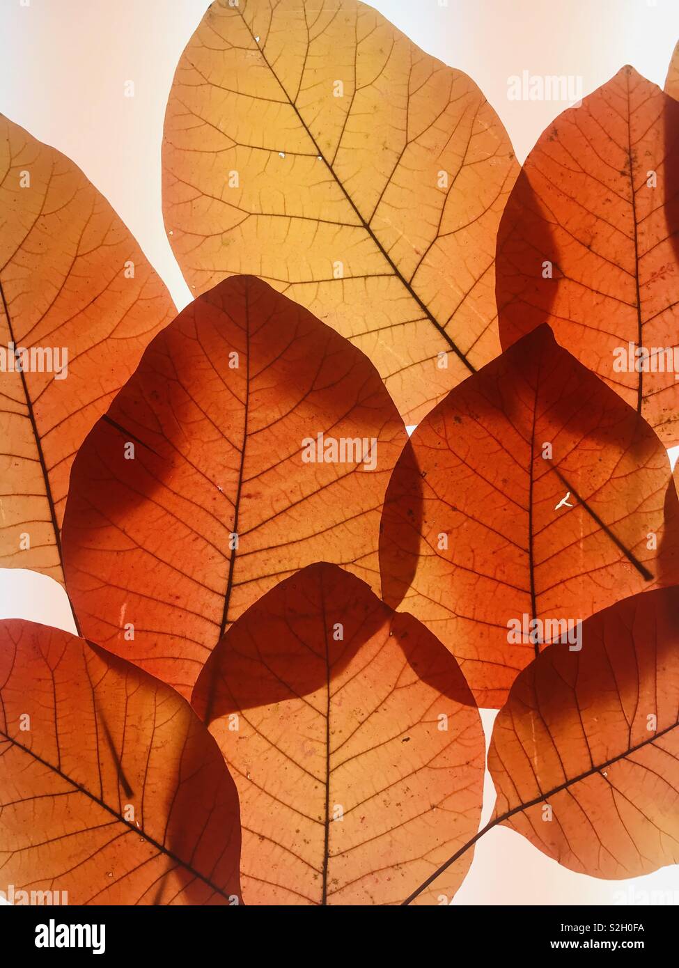 Orange leaf silhouette Stock Photo