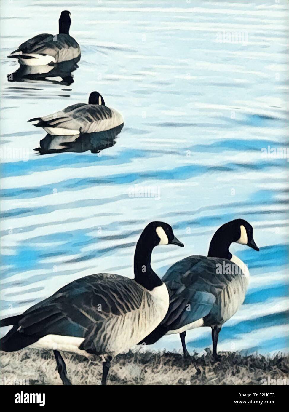 Lake geese - Smartphone Captured Stock Image
