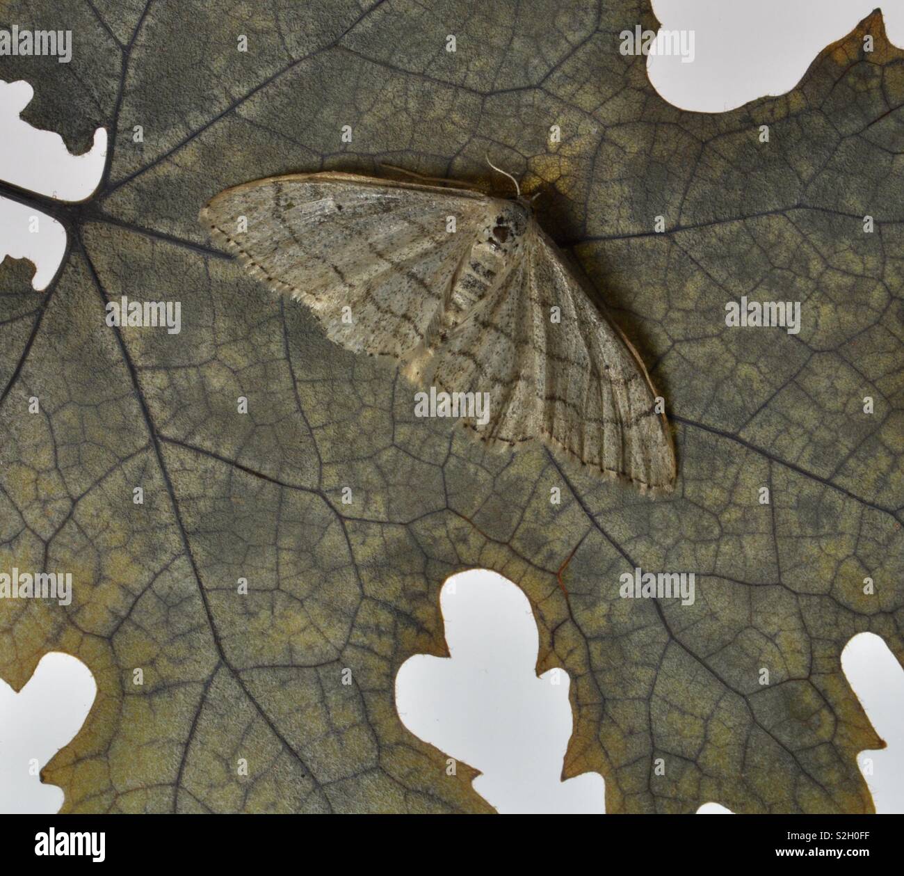 Camouflaged moth and leaf study - Smartphone Captured Stock Image