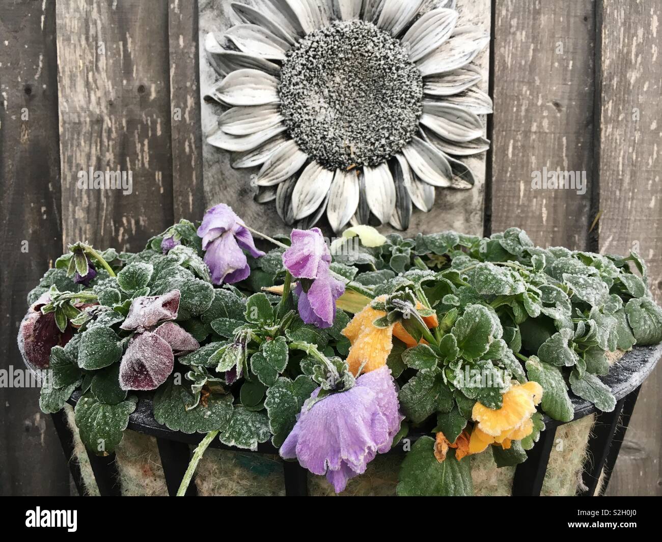 Frozen pansy flowers covered in frost in sub zero temperatures Stock Photo