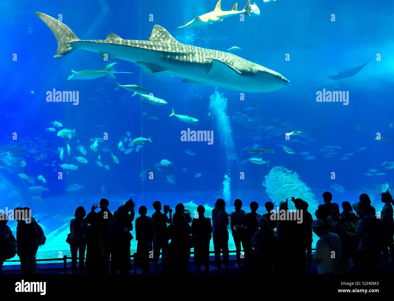 Whale shark at aquarium in Okinawa,Japan Stock Photo Alamy