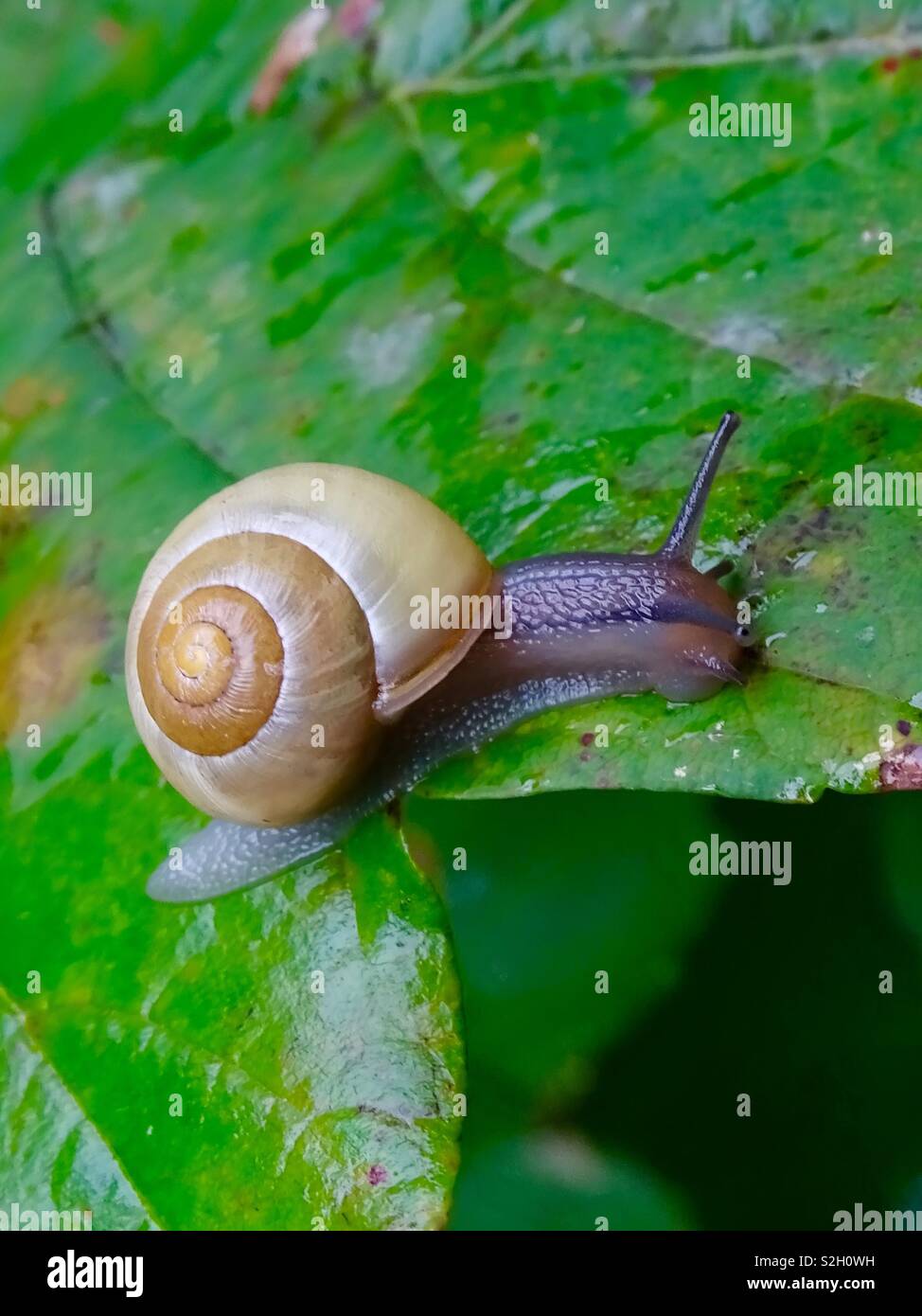 Snail on leaf in garden Stock Photo