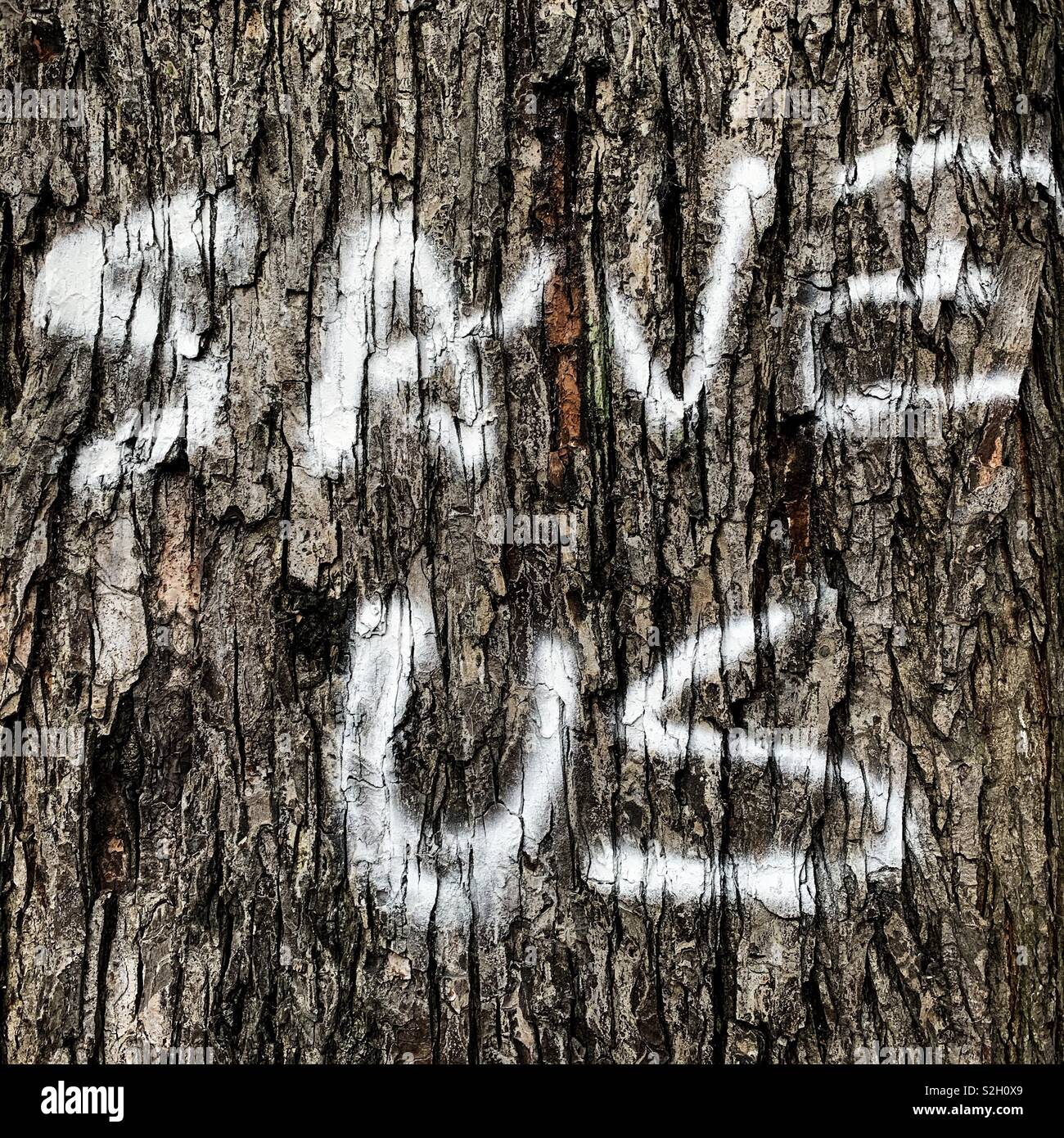 Protestors paint the words Save Us on some trees that are facing the axe in Edinburgh, Scotland. - Smartphone Captured Stock Image