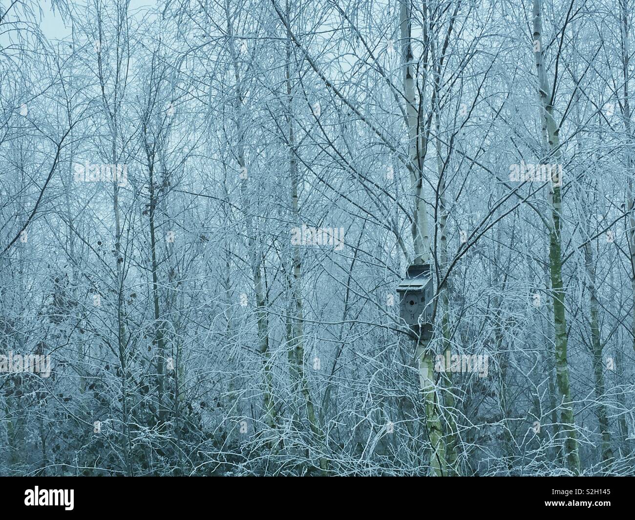 Bird box on frosted trees in fog. - Smartphone Captured Stock Image