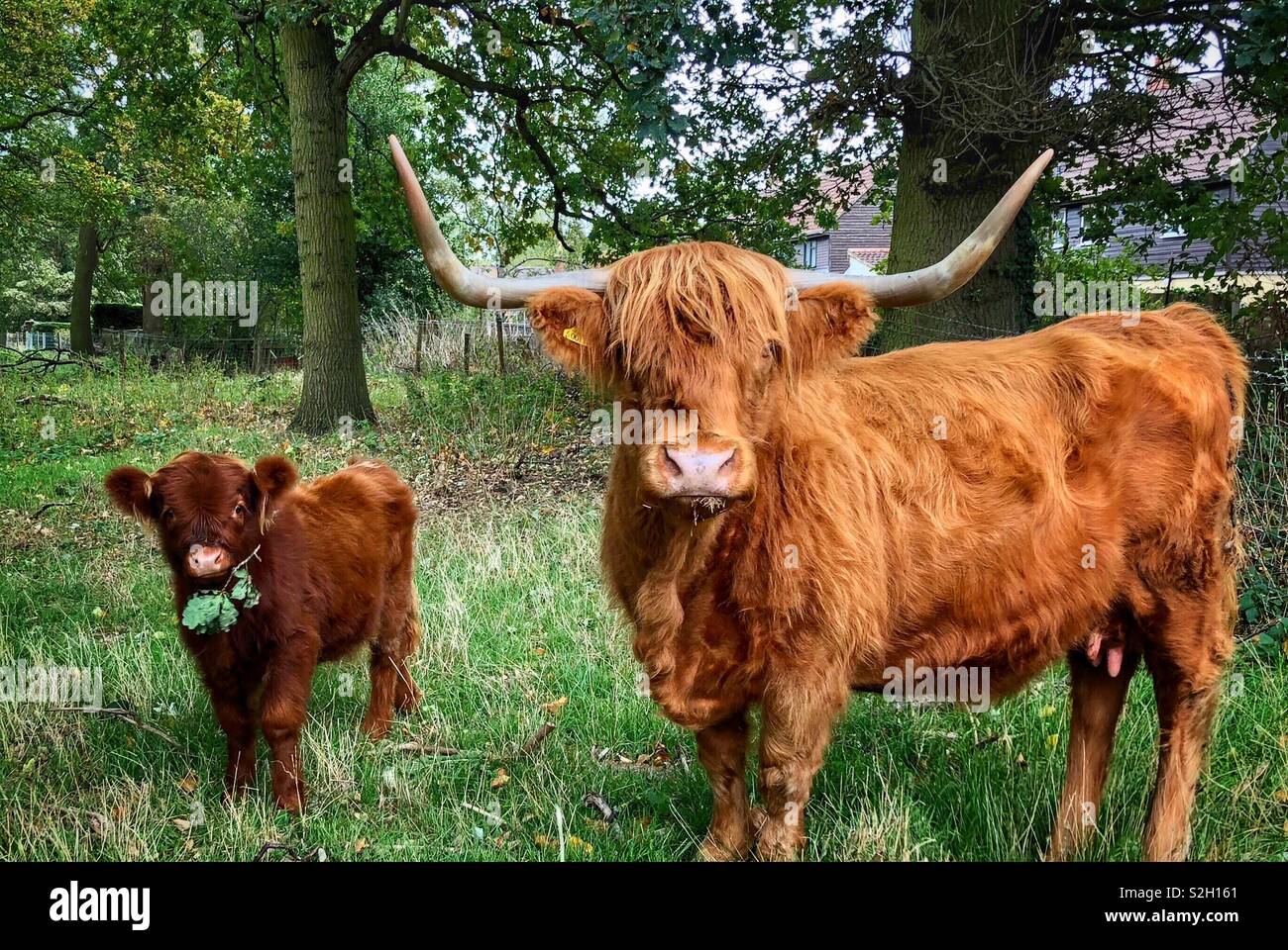 highland cattle baby