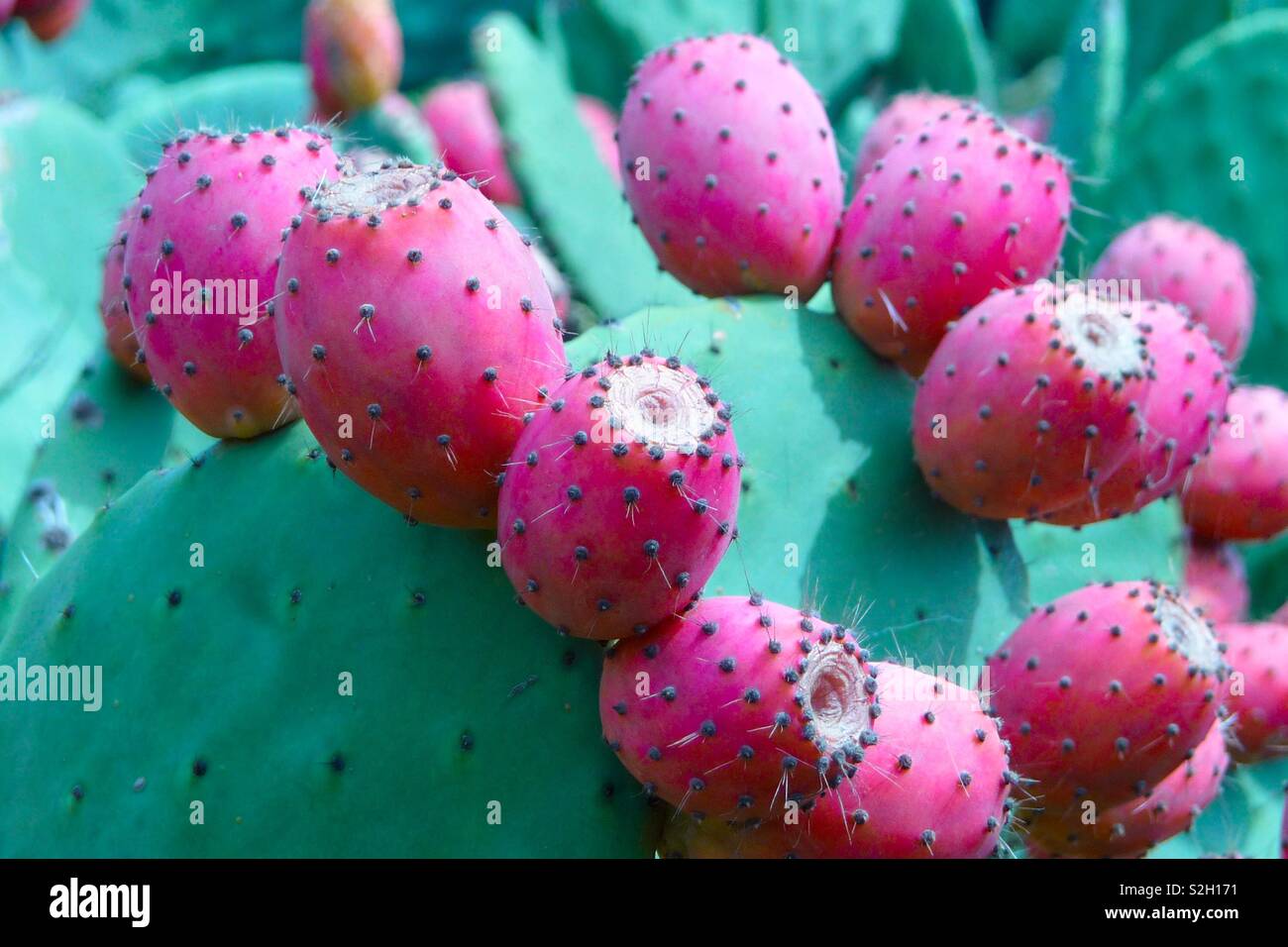 red fruits of a cacrus pear on a green prickly cactus as detail photo Stock Photo