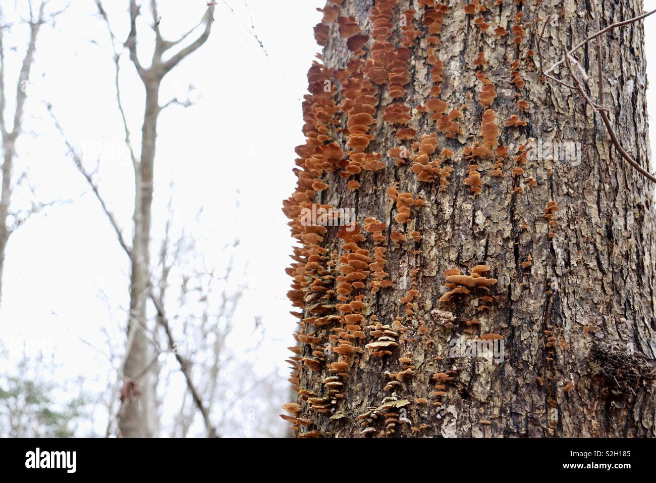 Closeup image of fungus growing on a tree trunk Stock Photo