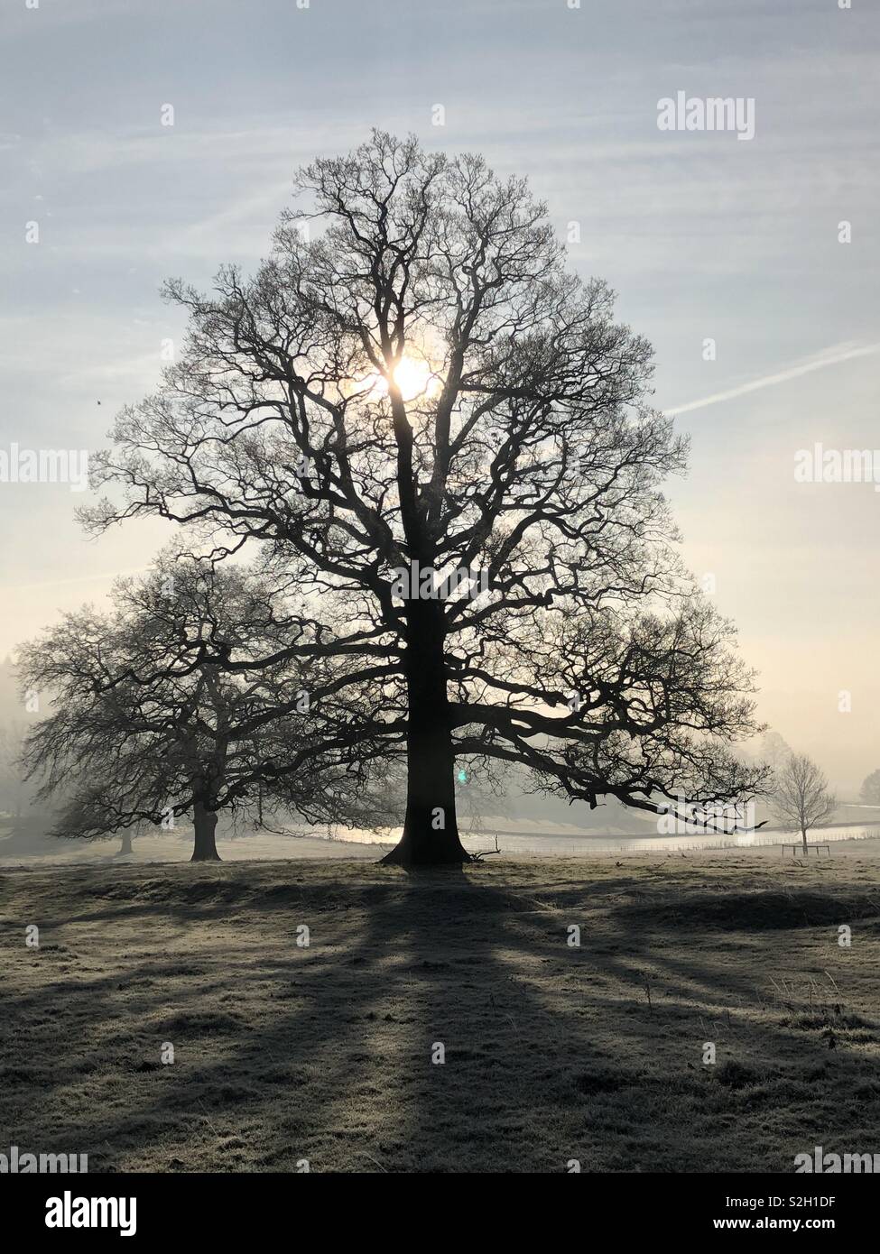 Veteran parkland Oak Trees dramatically silhouetted by the early morning sun in a hard air frost with Broughton Castle Moat behind. Stock Photo