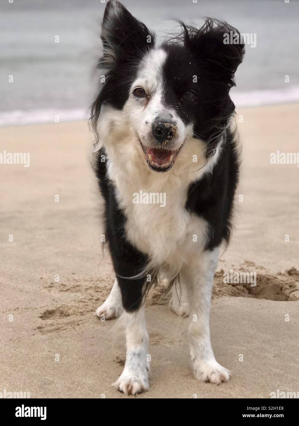 Jessie the croft sheepdog on Carnish beach. Uig, Isle of Lewis, Outer Hebrides, Scotland. UK. - Smartphone Captured Stock Image