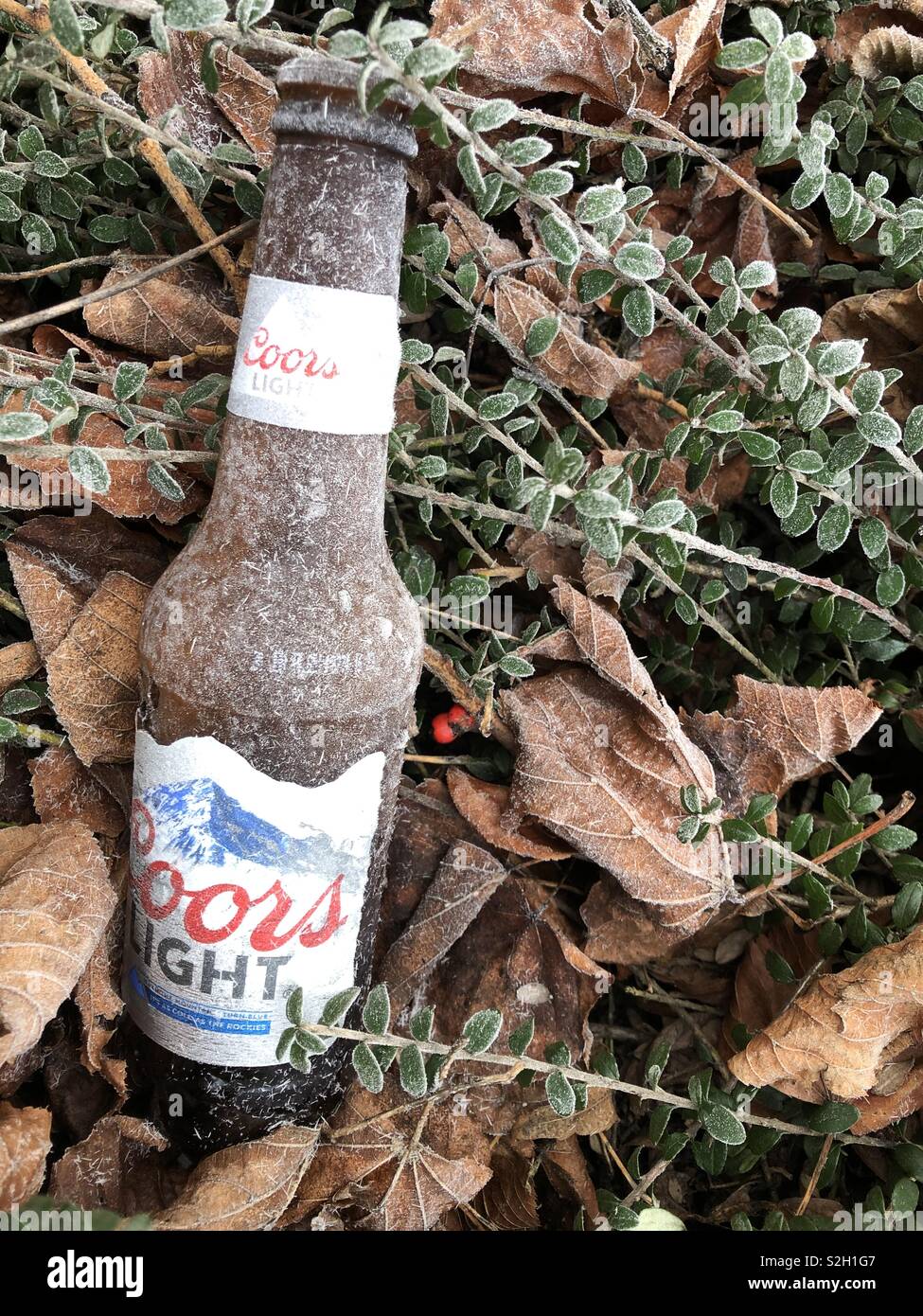 Discarded bottle of Coors Light  in a hedge on a frosty morning. Glasgow. Scotland. UK. - Smartphone Captured Stock Image