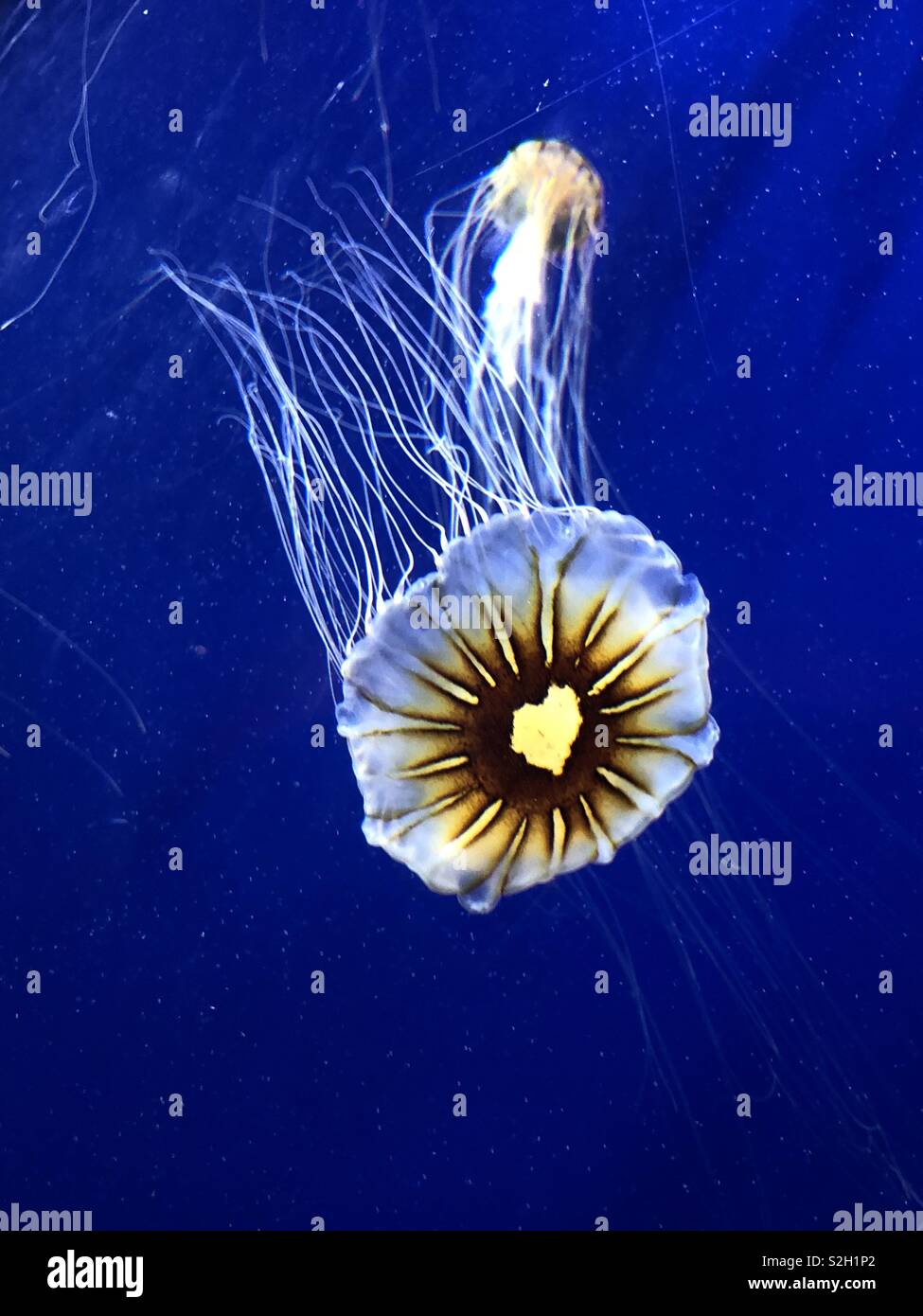 Heart jellyfish at the Aquarium! Stock Photo Alamy