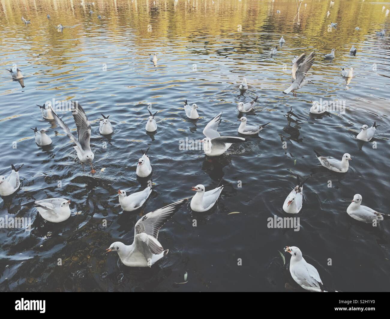 The seagulls in the lake Stock Photo - Alamy