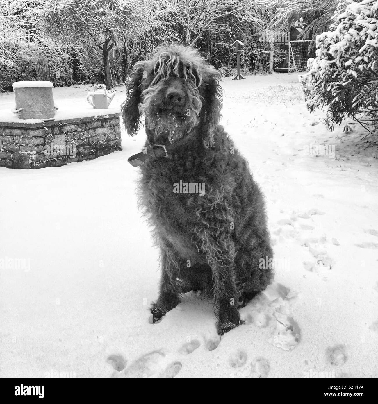 Labradoodle dog sitting in the snow, Medstead, Hampshire, England. - Smartphone Captured Stock Image