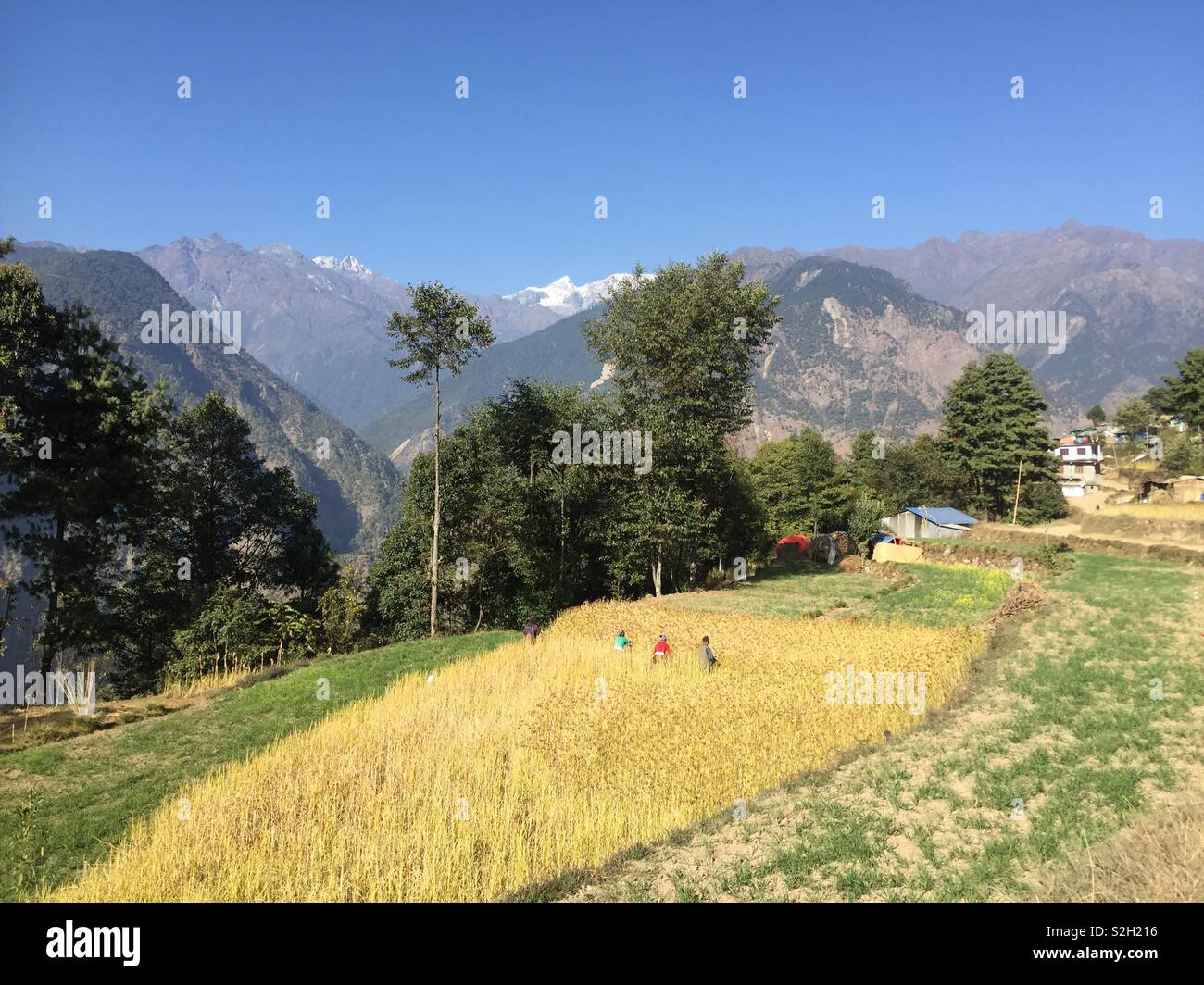 Harvesting millet in Nepal Stock Photo Alamy