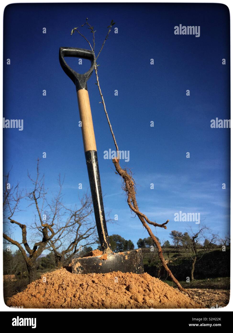 Planting almond saplings, Catalonia, Spain. - Smartphone Captured Stock Image