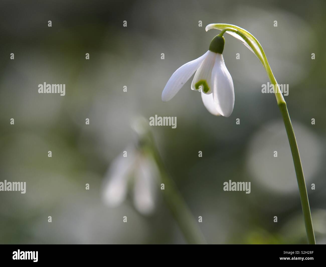Snowdrop flower blooming in wintertime Stock Photo
