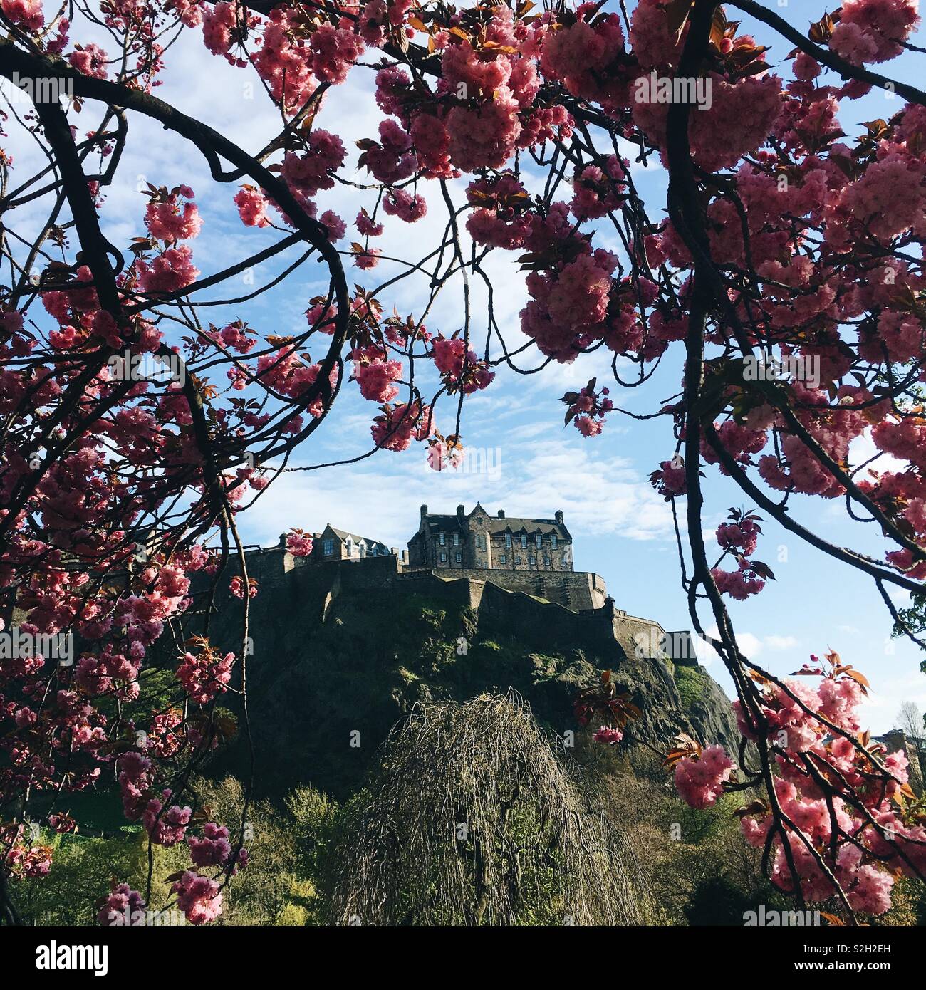 Edinburgh Castle in Springtime frames by cherry blossom in full bloom