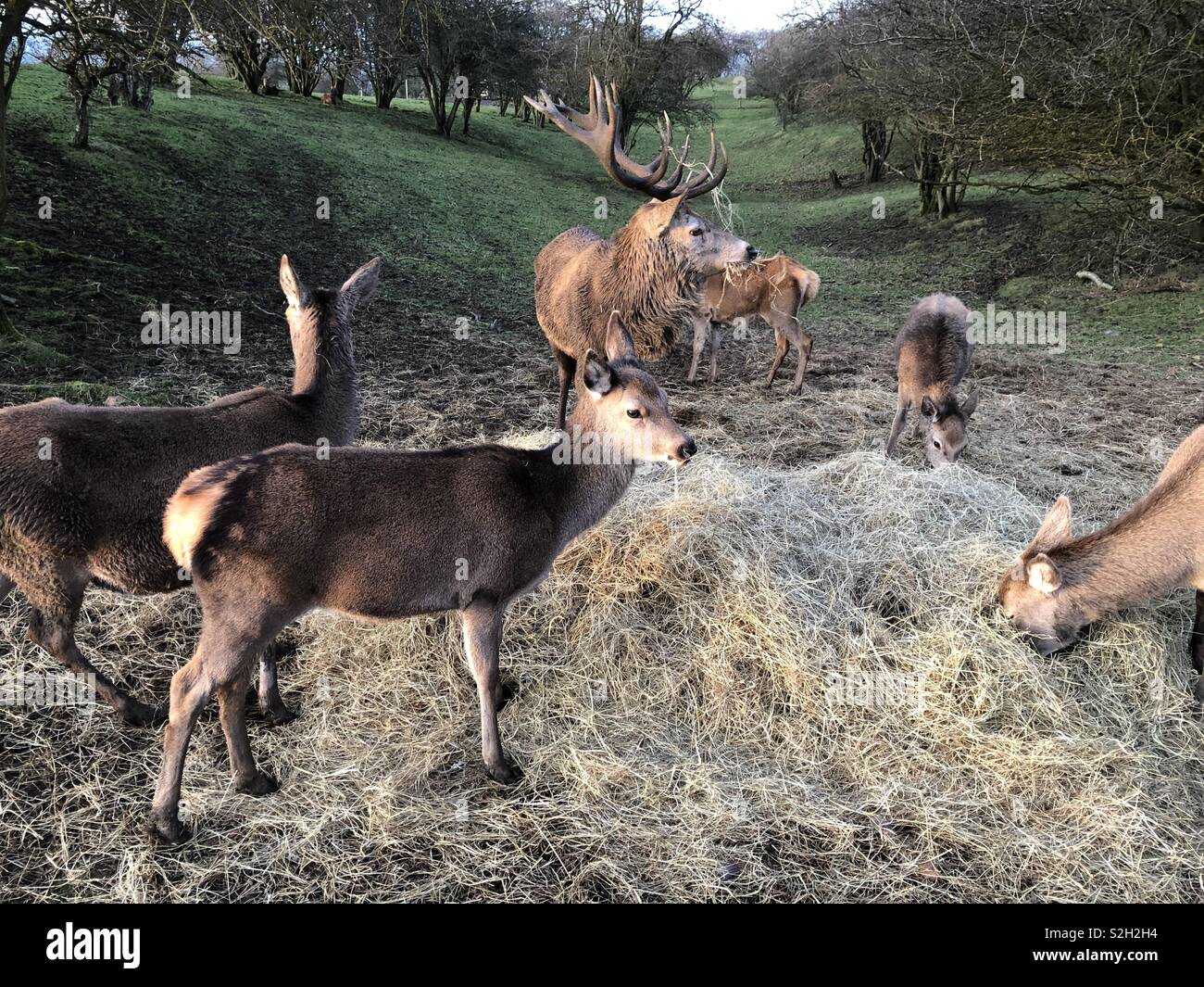 A majestic stag surrounded by his harem of hinds imperiously grazes on straw on a remote Cotswold ridge at Christmas. Stock Photo