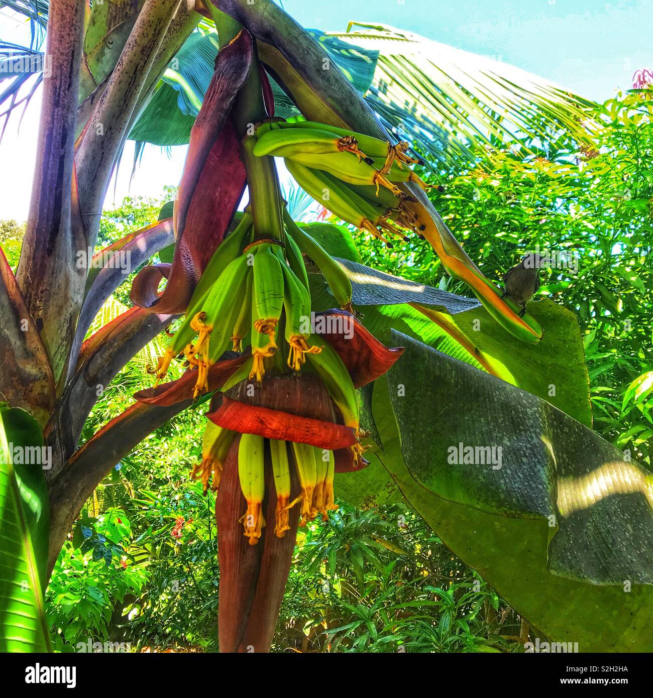 Plantain Tree