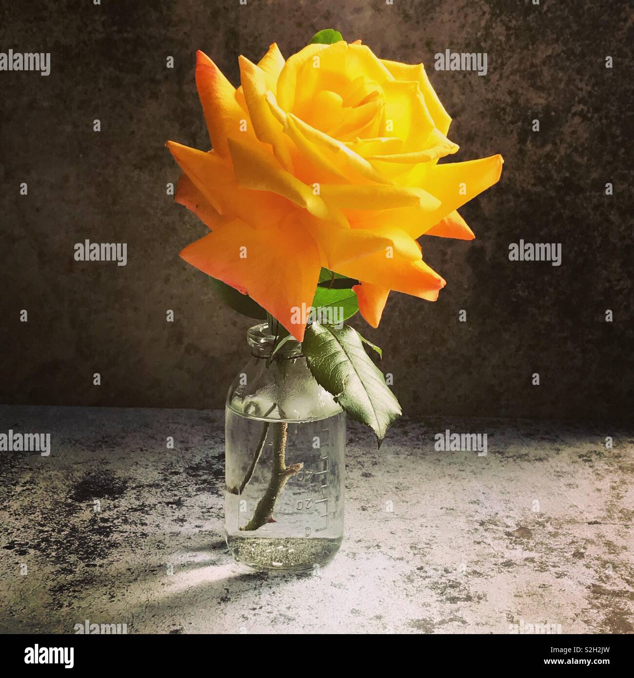 Download Beautiful Yellow Rose In A Simple Glass Jar Stock Photo Alamy Yellowimages Mockups
