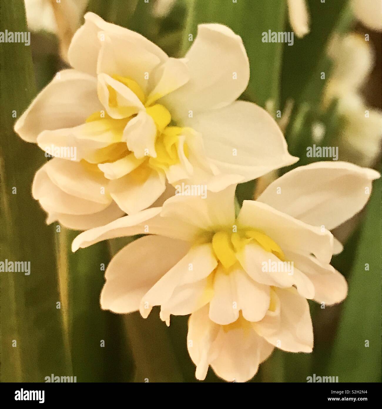 White and yellow narcissus hires stock photography and images Alamy