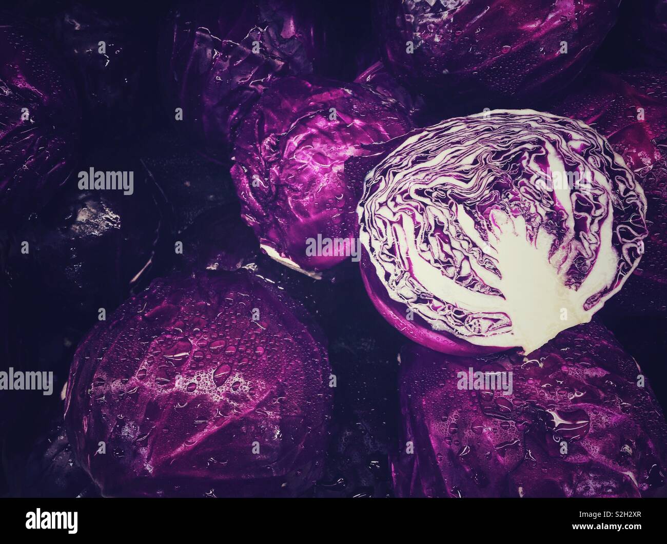 Red cabbage. Stock Photo