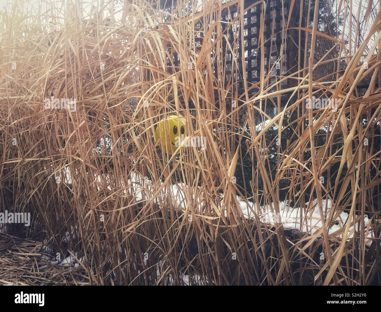 Smiley face balloon peaking through dried up tall bamboo grasses in a winter backyard. Stock Photo