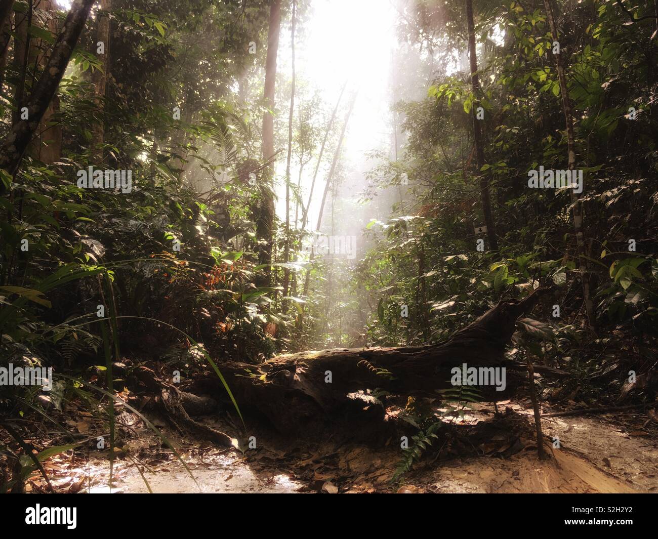 Morning ray of light at deep forest with some fog can be seen Stock Photo