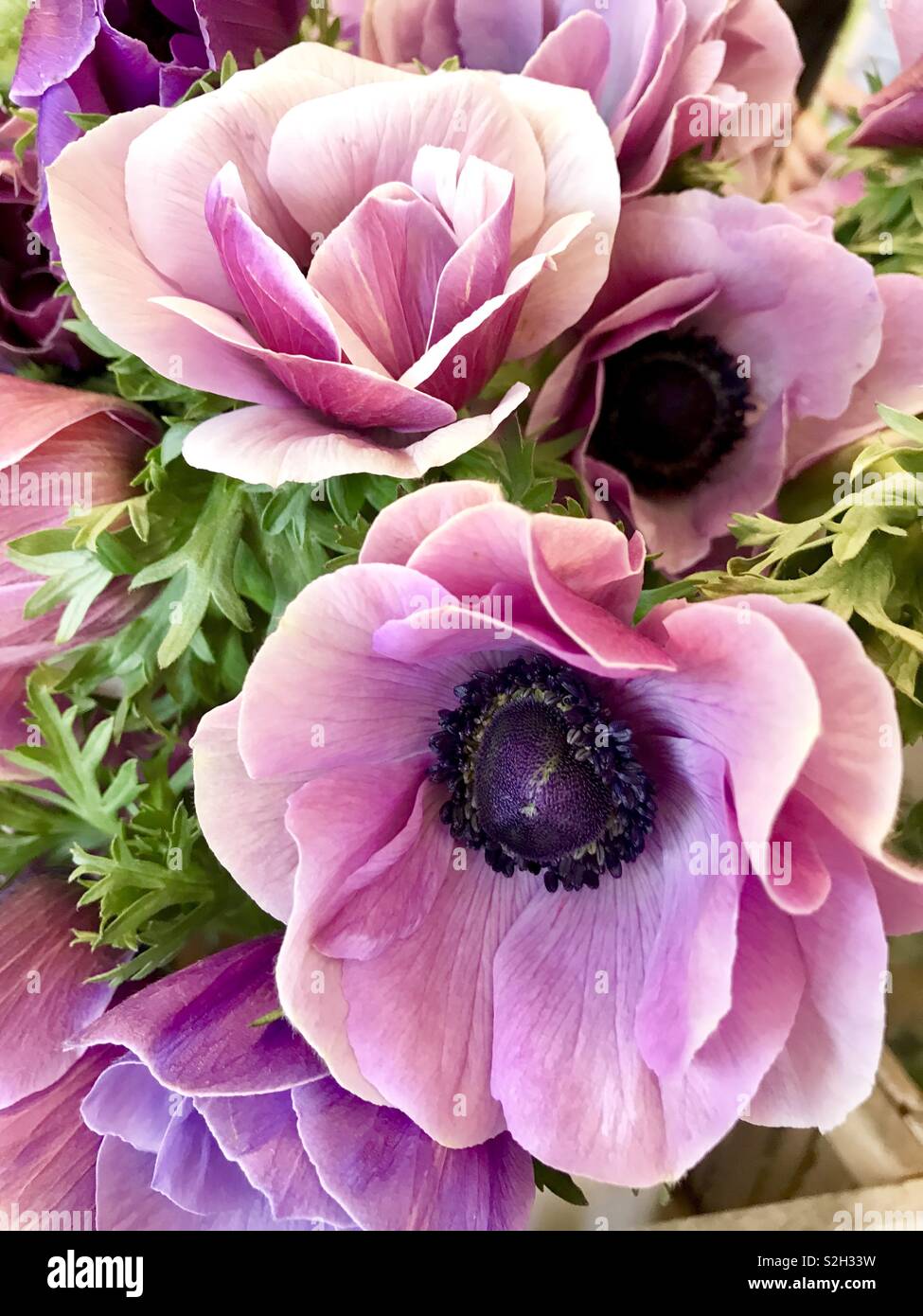 Pink anemone flowers Stock Photo